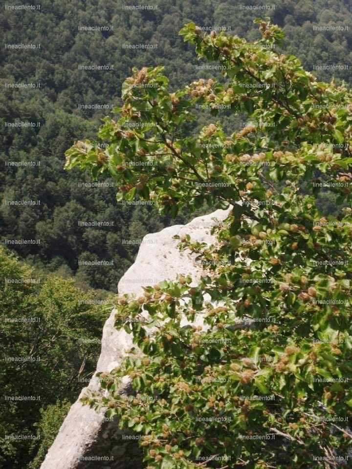 ciampa di cavallo