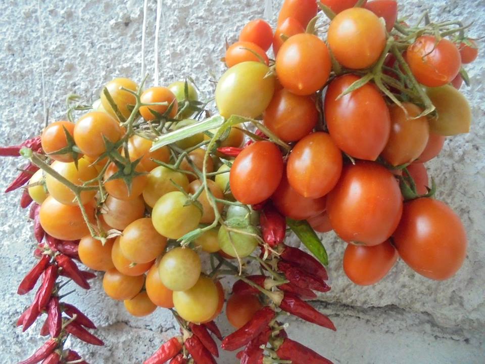 Cilento, è tempo di ‘mbilore cu papauli e pummarole