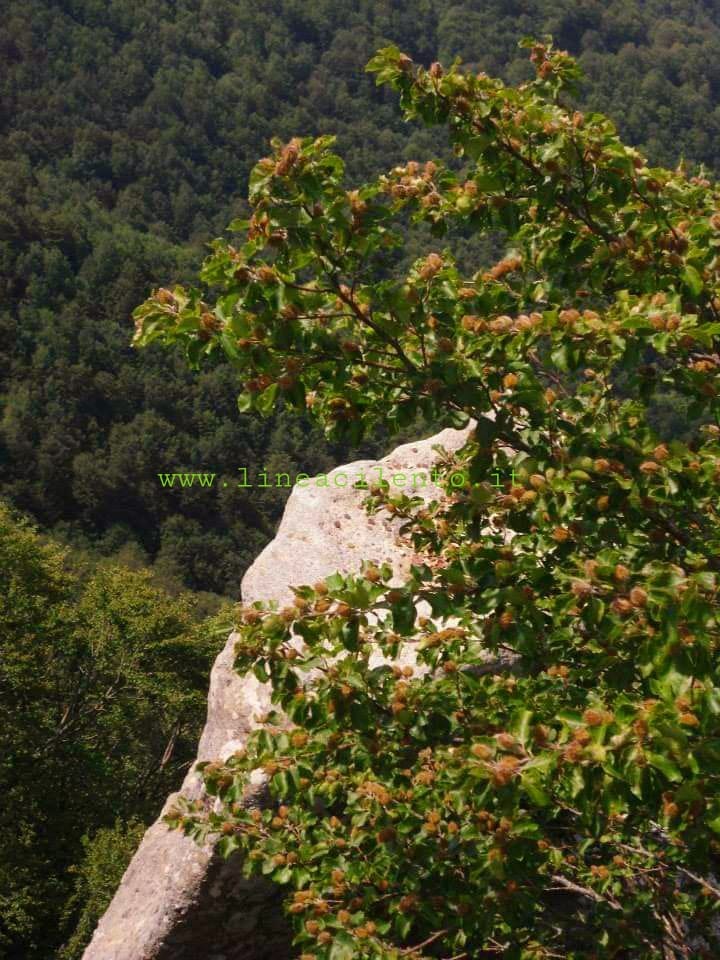 Novi Velia, 'ciampa di cavallo'