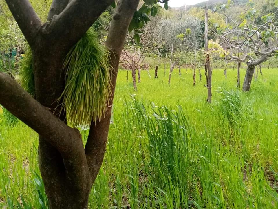 Cilento, germogli tra i campi